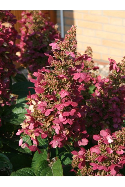 Гортензія Вімс Ред пірамідальні суцвіття