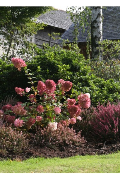 Hydrangea paniculata Rensun 
