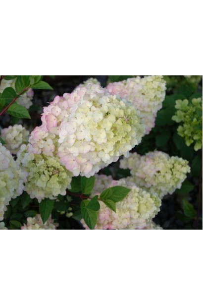 Гортензія Rensun біло-рожеві квіти