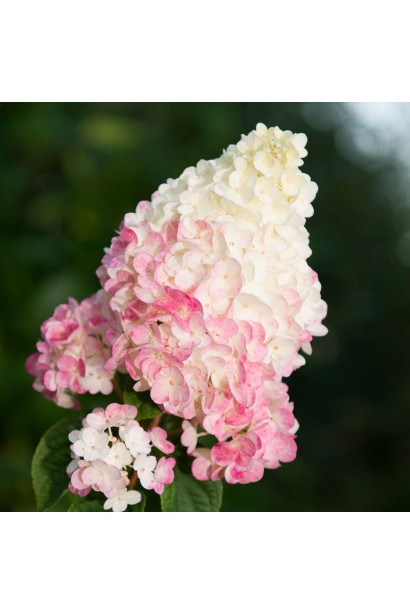 Гортензія волотиста Сандей Фрейз / Ренсан ®