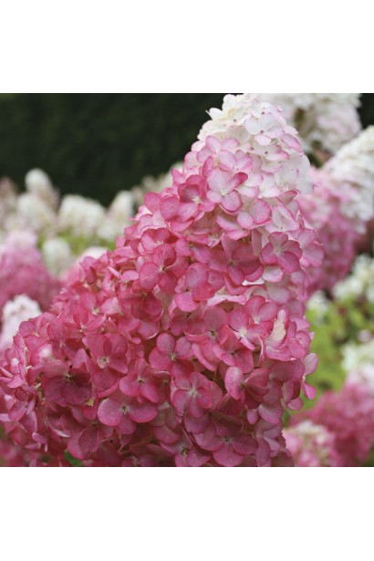 Гортензія Сандей Фрейз рожеві відтінки квітки