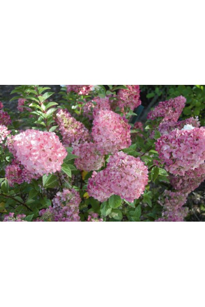 Рясне цвітіння гортензії Санрайз Фрейз