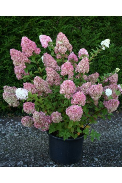 Hydrangea paniculata Strawberry Sundaes