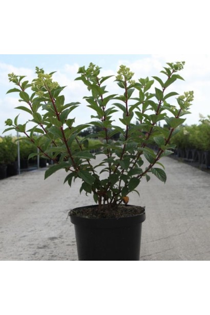 Гортензія волотиста Ренсан в горщику 5 л