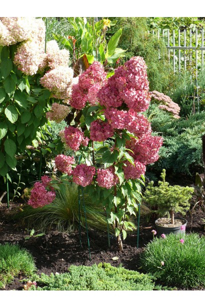 Гортензія Сандей Фрейз в саду на опорі