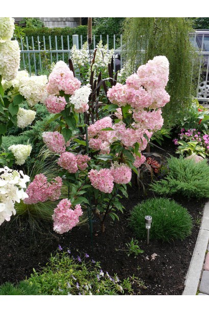 Hydrangea Sundae Fraise