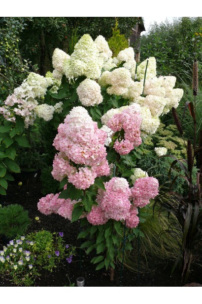 Hydrangea paniculata Sundae Fraise / Rensun ®