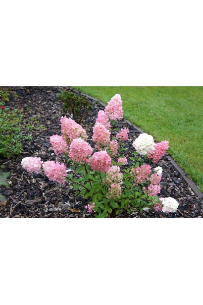 Гортензія Сандей Фрейз на клумбі