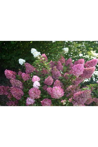 Гортензія Полуничний пломбір