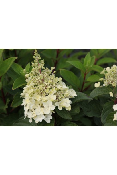 Гортензія волотиста Ренсан 