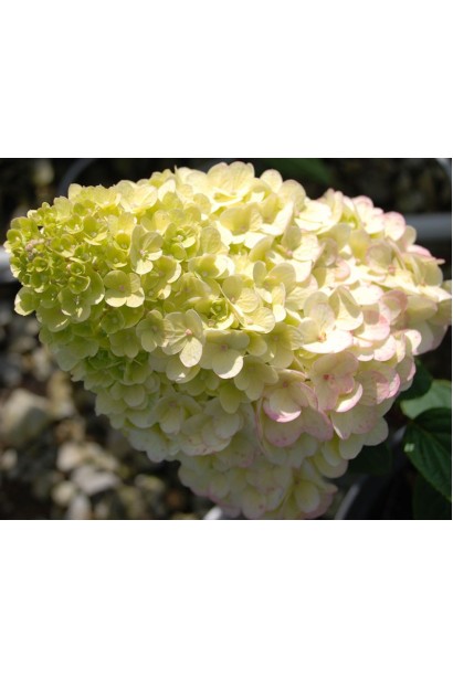 Гортензія Полуничне морозиво 