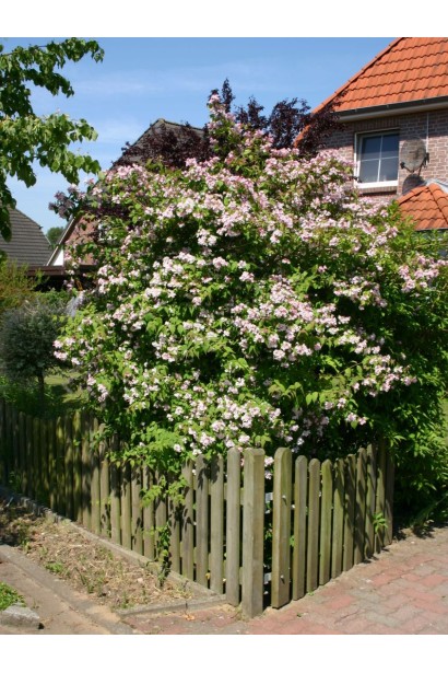 Дейція гібридна Монт Роуз в ланшафті