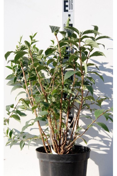 Дейція Монт Роуз саджанець 50-60 см