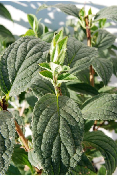 Дейція гібридна Монт Роуз листя