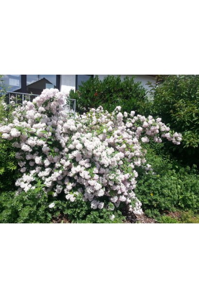 Deutzia hybrida Mont Rose