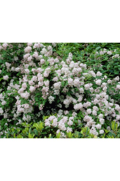 Дейція гібридна Монт Роуз