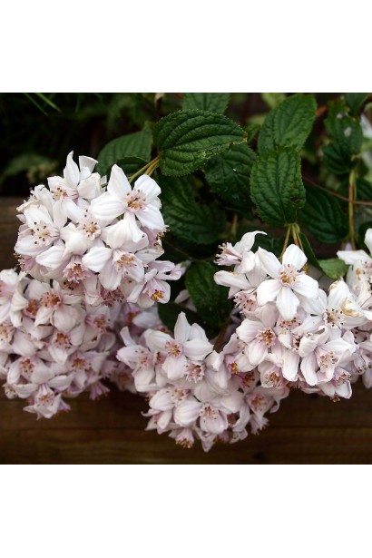 Дейція гібридна Монт Роуз великі ніжно-рожеві суцвіття