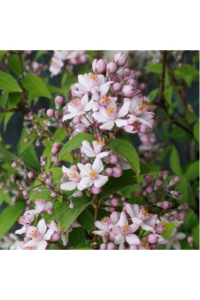 Дейція Монт Роуз ніжно-бузкові квіти