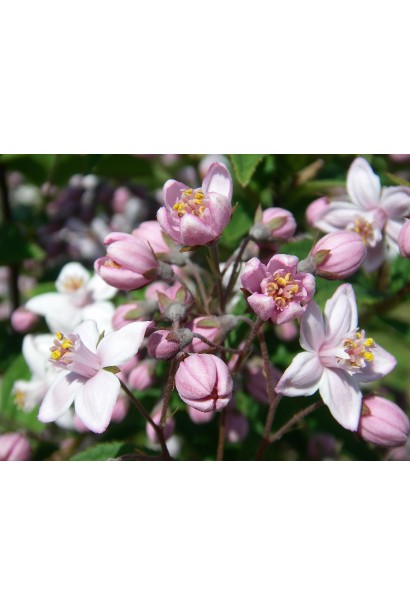 Дейція гібридна Mont Rose