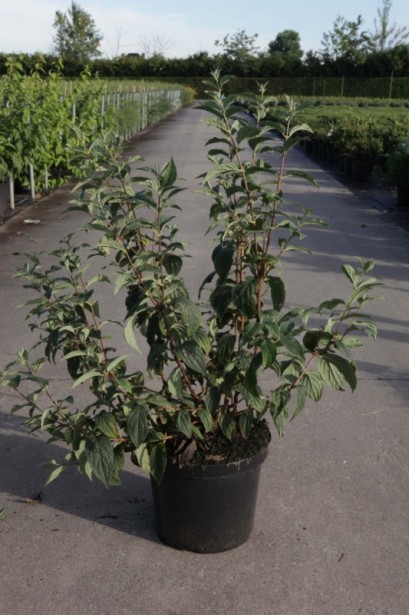 Дейція Mont Rose в контейнері 5 л