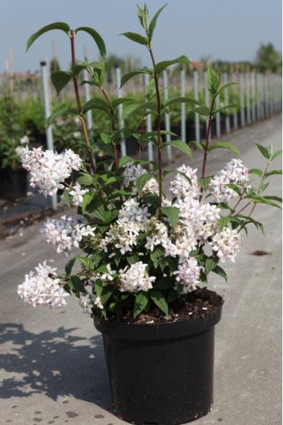 Дейція Монт Роуз в горщику 3 л