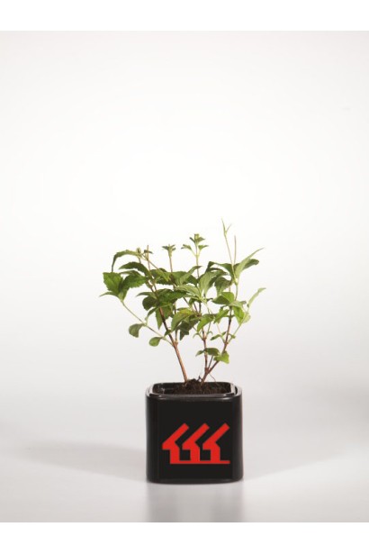 Дейція Монт Роуз саджанець Р9