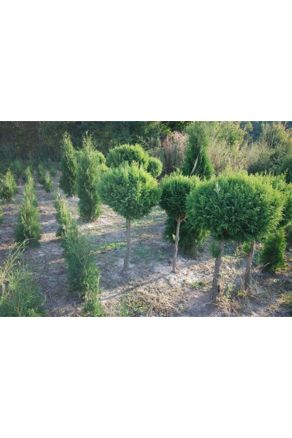 Кипарисовик горохоплідний Плюмоза куля на штамбі 