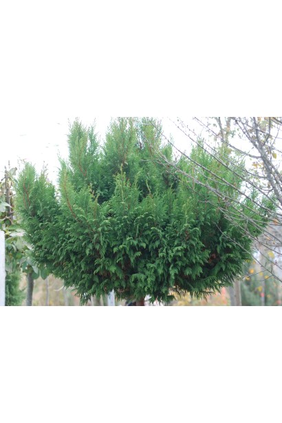 Кипарисовик Плюмоза голковидна яскраво-зелена хвоя 