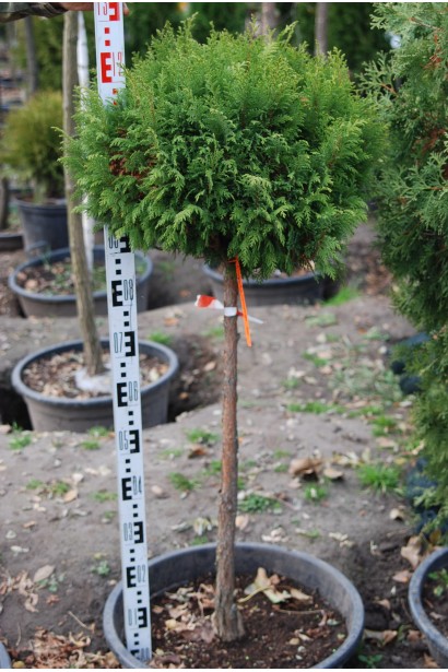 Кипарисовик Плюмоза куля на штамбі 90 см 