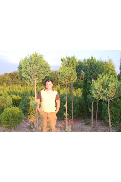 Chamaecyparis pisifera Plumosa ball on shtambe