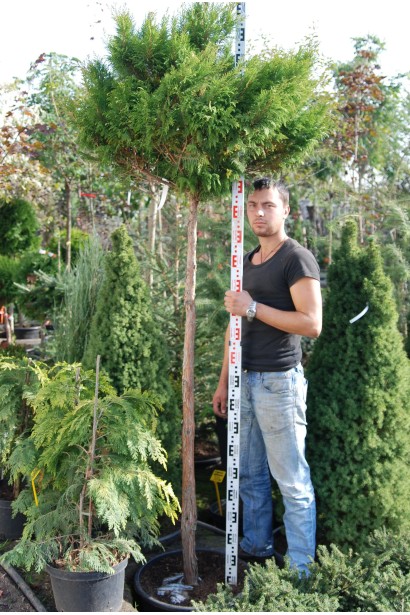 Кипарисовик Плюмоза куля шеплена на штамбі 