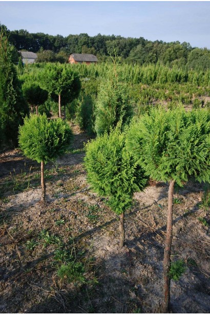 Кипарисовик Плюмоза куля на штамбі 