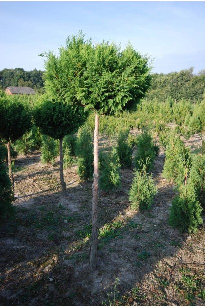 Chamaecyparis Plumosa ball on shtambe