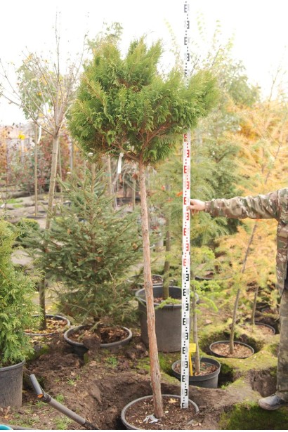 Кипарисовик Плюмоза куля на штамбі 170 см