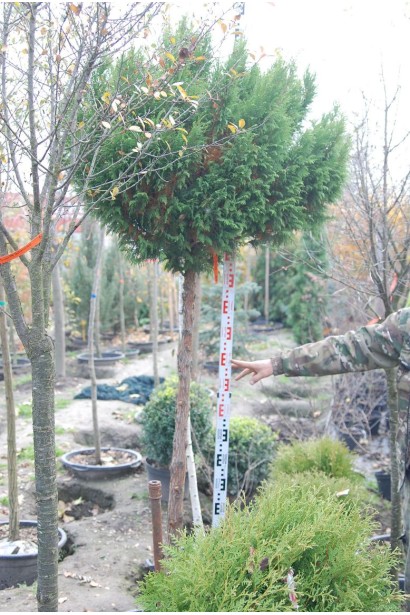 Стрижена куля кипарисовика Плюмоза на штамбі