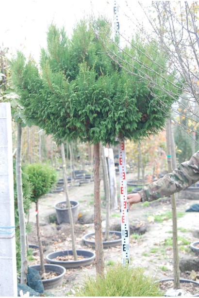 Кипарисовик Plumosa куля на штамбі 