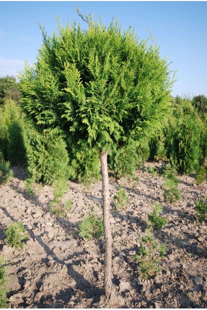 Кипарисовик Плюмоза штамбова форма