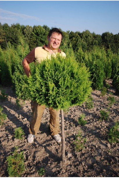 Кипарисовик Плюмоза стрижена куля на штамбі 