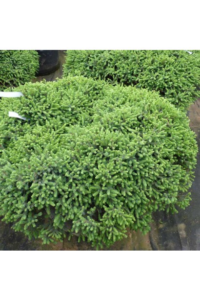 Ялина подушковидна Ехініформіс 