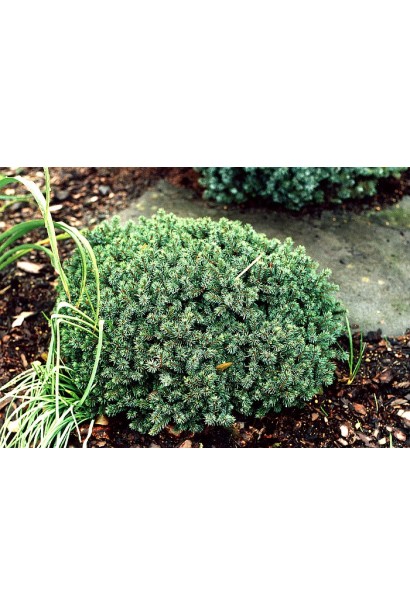 Карликова ялина кущовидної форми Ехініформіс