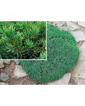 Ель канадская Эхиниформис | Ялина канадська Ехініформіс | Picea glauca Echiniformis