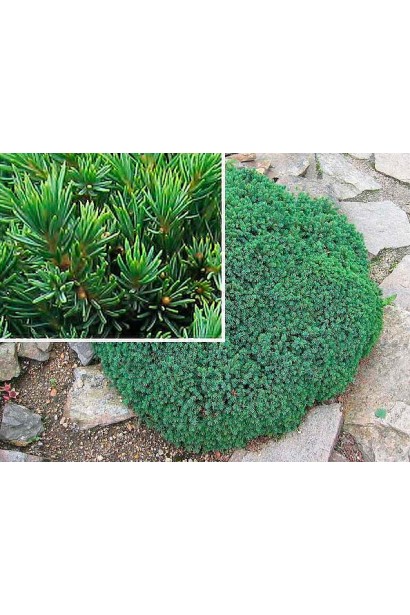 Ялина канадська Ехініформіс світло-зелені молоді прирости хвої