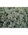 Ель канадская Эхиниформис | Ялина канадська Ехініформіс | Picea glauca Echiniformis