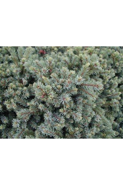 Ялина Ехініформіс блакитно-зелена колюча хвоя