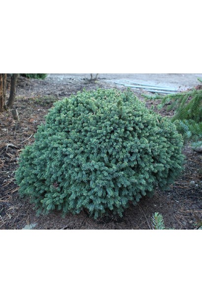 Ялина сиза Ехініформіс 