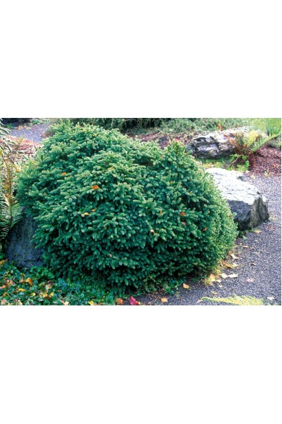 Ялина канадська Ехініформіс в ландшафті