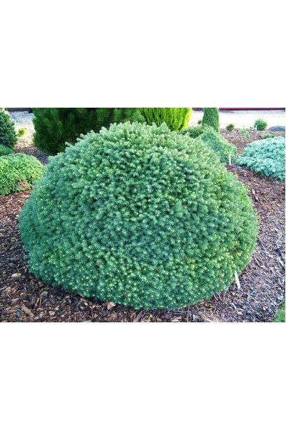 Ялина канадська Ехініформіс