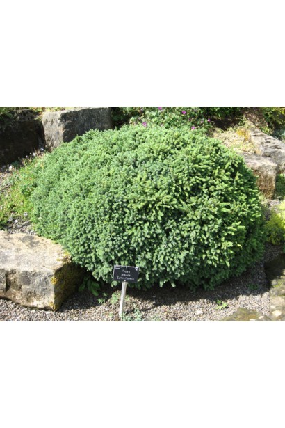 Picea glauca Echiniformis