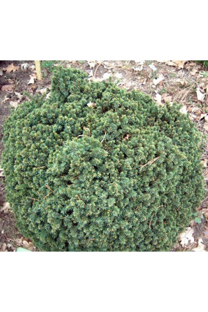 Picea Echiniformis