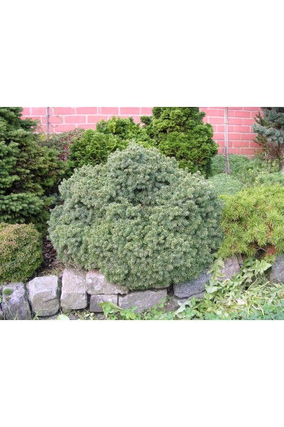 Ялина Ехініформіс на фоні інших хвойників